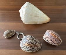 Muschelsammlung