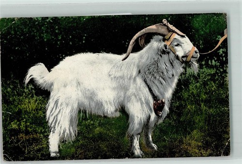 39150910 ziegenbock mit - ziegenbock,