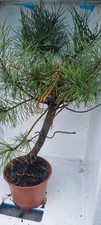Bonsai,  Kiefer, Pinus sp. im