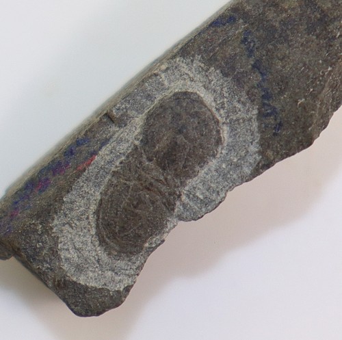 Trilobit ptychagnostus - trilobit,,