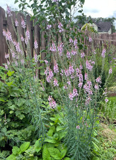 Blumensamen, PURPUR-LEINKRAUT