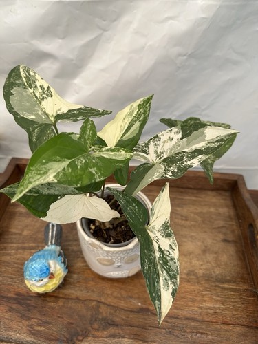 Syngonium podophyllum albo - syngonium,