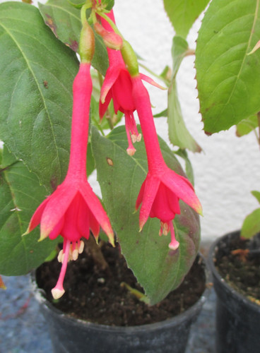 Fuchsien pflanze walz - fuchsien,