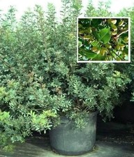 Pistazienbaum besondere Bäume