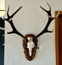 Kapitales 12-Ender Geweih