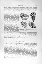 Original alter antiker Druck Naturkunde 1894-95 Common Opossum Schädel Maulwurf