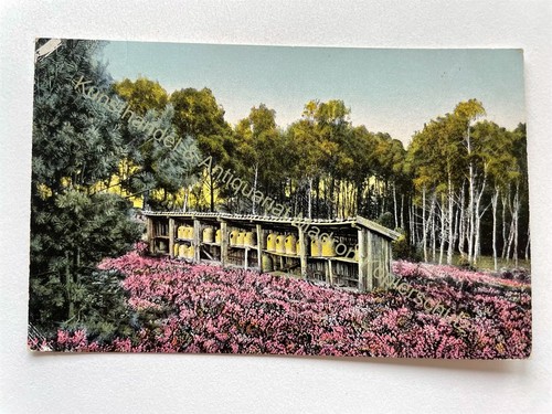 Lüneburger heide - lüneburger,