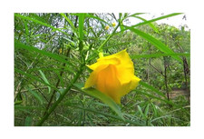 2x Cascabela thevetia Schellenbaum Garten Pflanzen - Samen B345