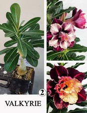 ADENIUM VALKYRIE N2 WUSTENROSE