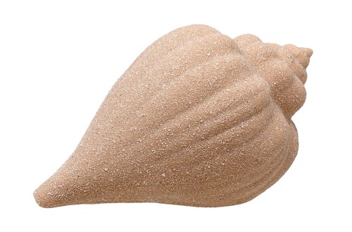 Schnecke muschel horn - schnecke,