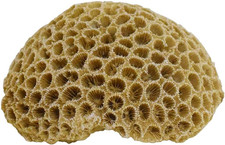 Korallen Deko für Aquarium 10