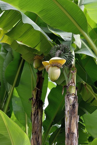 Winterharte banane musa - winterharte,