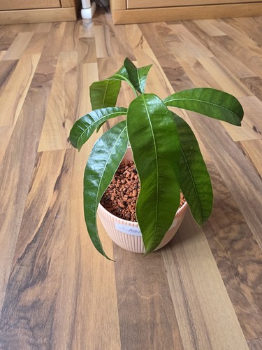 Mangotree mangopflanze - mangotree,,