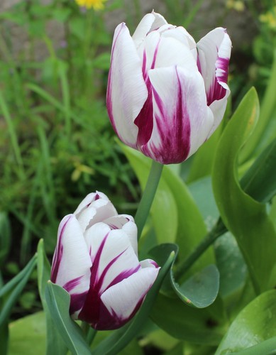 Tulpen flaming flag - tulpen,