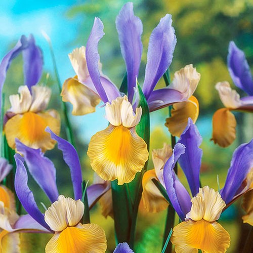 Iris zwiebeln blüten - iris,