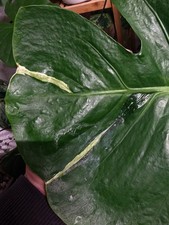 Monstera Albo Large Form Variegata Backcut - Voll Bewurzelt - Exterm Rare