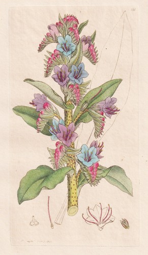 Echium vulgare natternkopf - echium,