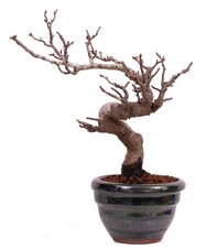 Bonsai - Pourthiaea villosa -
