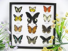 12 echte Zuchtschmetterlinge
