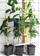 Mespilus germanica "Westerveld",  essbare Mispel, Veredlung