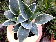 Funkie / Hosta Dress Blue - blau mit cremeweißem Rand - Tb 11