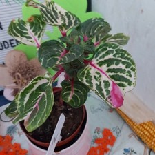 Iresine herbstii "Gold Star " 24cm Gesamt   Tolle leuchtende Farbe Nr. 2