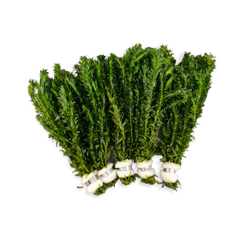 Egeria densa paket - -,