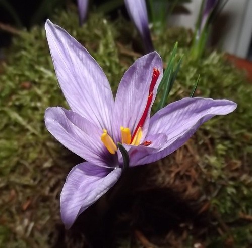 Crocus sativus - (◕‿◕)\@,