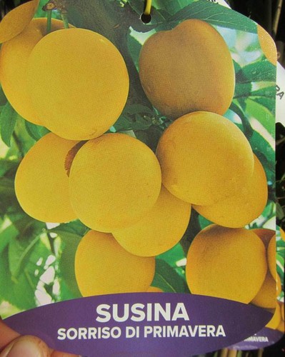 Pflaumenbaum sorriso di - 'sorriso,