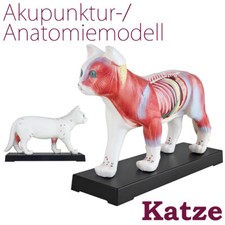 Akupunktur Anatomie Figur TCM