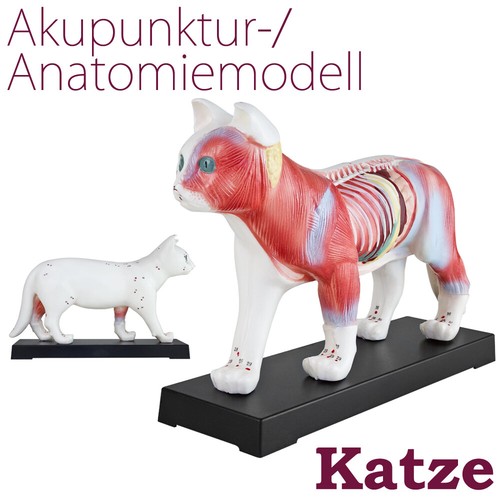 Akupunktur anatomie figur - anatomie,