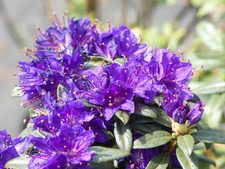 Rhododendron impeditum Enziana