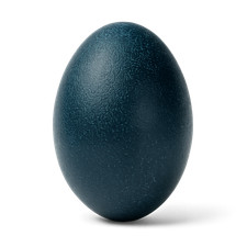 Echtes Emu Ei Natur 13 cm