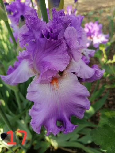 Schwertlilie iris rhizome - schwertlilie,