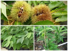 Esskastanie Marone Sämling - Castanea sativa
