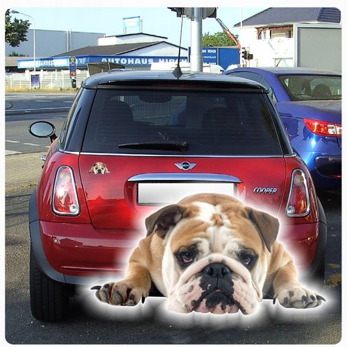 Englische bulldogge - englische,