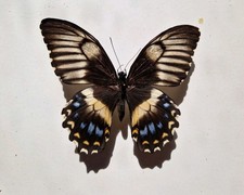 Papilio gambrisius - papilio,