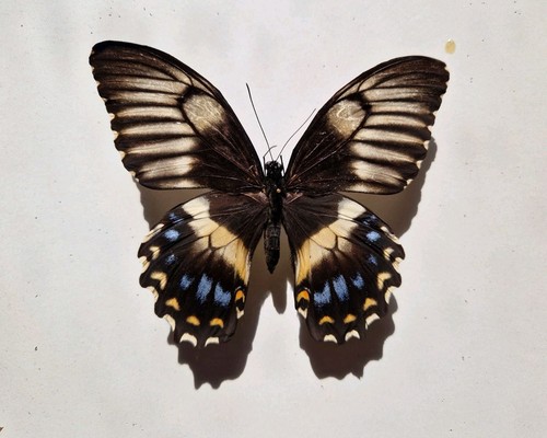 Papilio gambrisius - papilio,