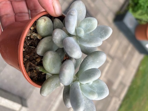 Pachyphytum baby finger - baby,