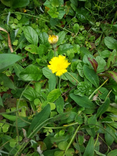 Behaartes gelbes - ,