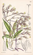 Phyllostachys nigra china - phyllostachys,