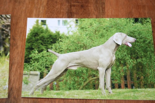 Hunde postkarte von - postkarte, poster