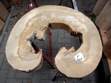 Pappel Holz Baumscheibe