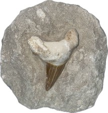 Haifisch Zahn Fossil in Matrix Marokko 40mm