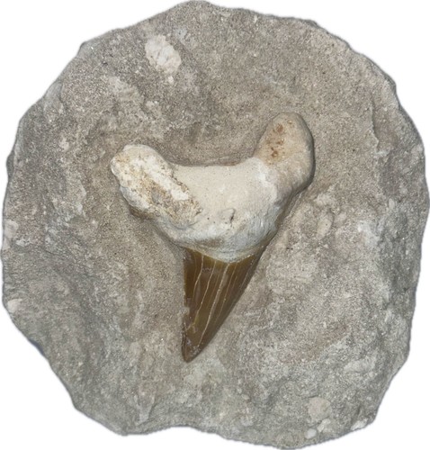 Haifisch zahn fossil - zahn, matrix