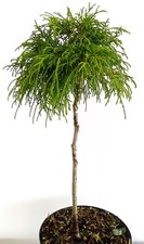 Faden Lebensbaum Thuja plicata Whipcord Hochstamm immergrün 50 - 60 cm