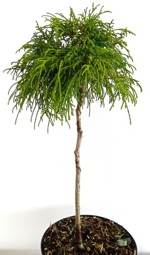 Faden lebensbaum thuja - faden,
