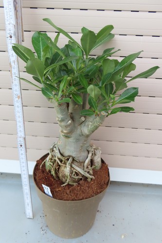 Adenium arabicum wüstenrose - adenium,