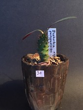 Euphorbia pachypoidioites, Caudex, Madagaskar