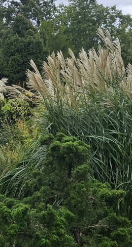 Miscanthus sinensis